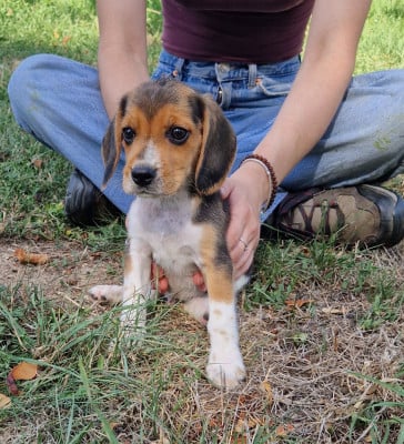 Les chiots de Beagle