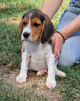 Les chiots de Beagle