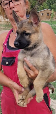 Les chiots de Berger Allemand