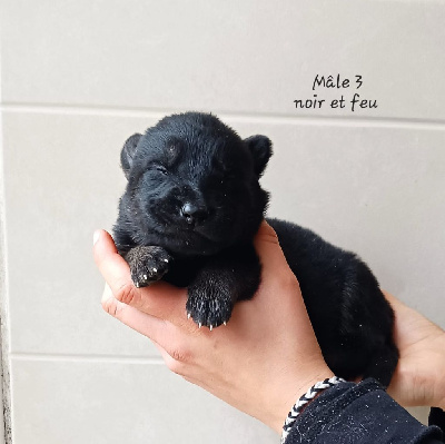 Les chiots de Berger Allemand