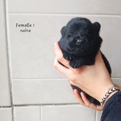 Les chiots de Berger Allemand