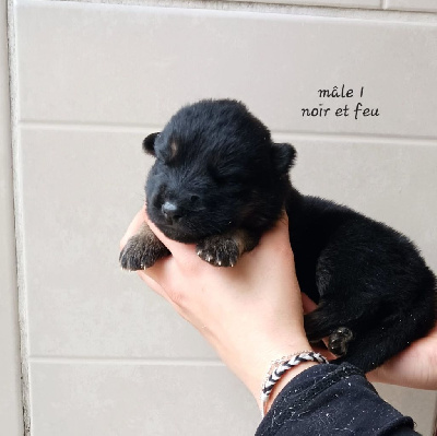 Les chiots de Berger Allemand