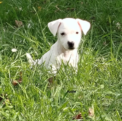 Les chiots de Jack Russell Terrier