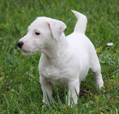Les chiots de Jack Russell Terrier