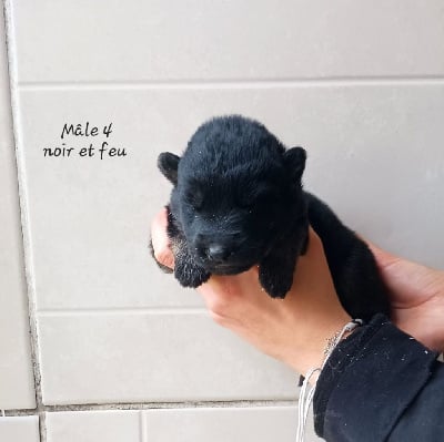 Les chiots de Berger Allemand