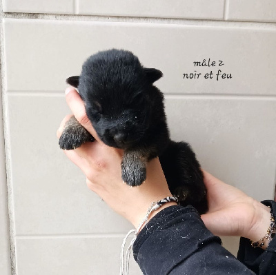 Les chiots de Berger Allemand