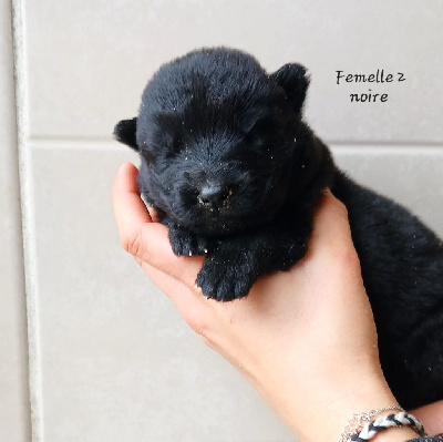 Les chiots de Berger Allemand