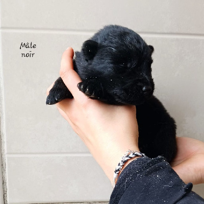 Les chiots de Berger Allemand