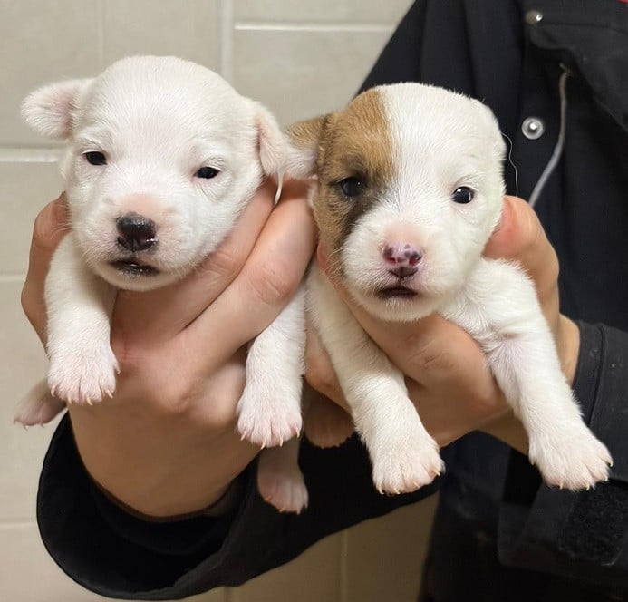 Jack Russell Terrier - des Crocs de Heurtevent