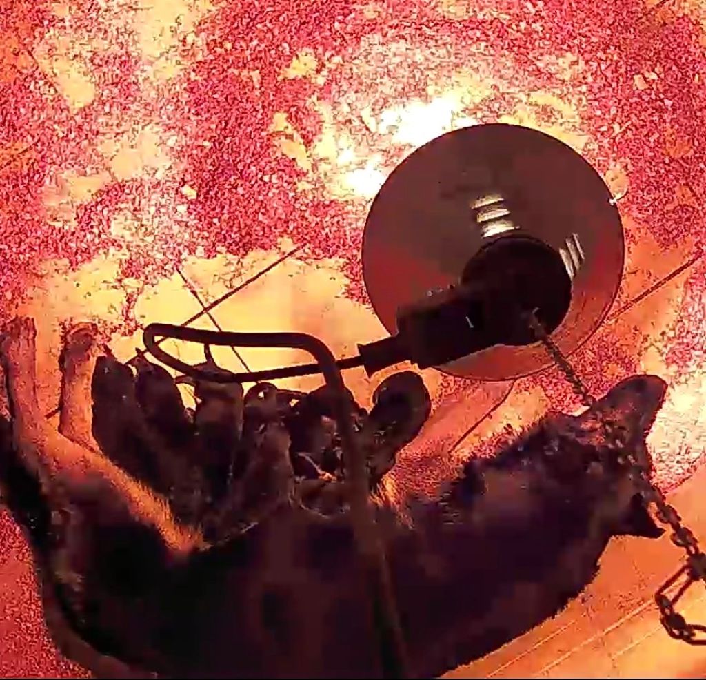 Berger Allemand - des Crocs de Heurtevent