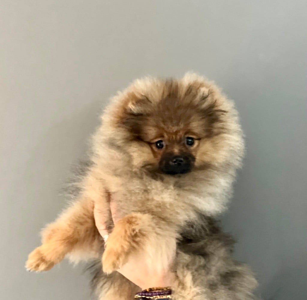 Spitz allemand - Du Clan Des Poms Dores