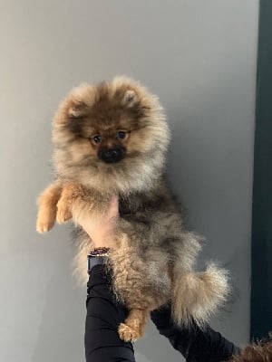 Les chiots de Spitz allemand