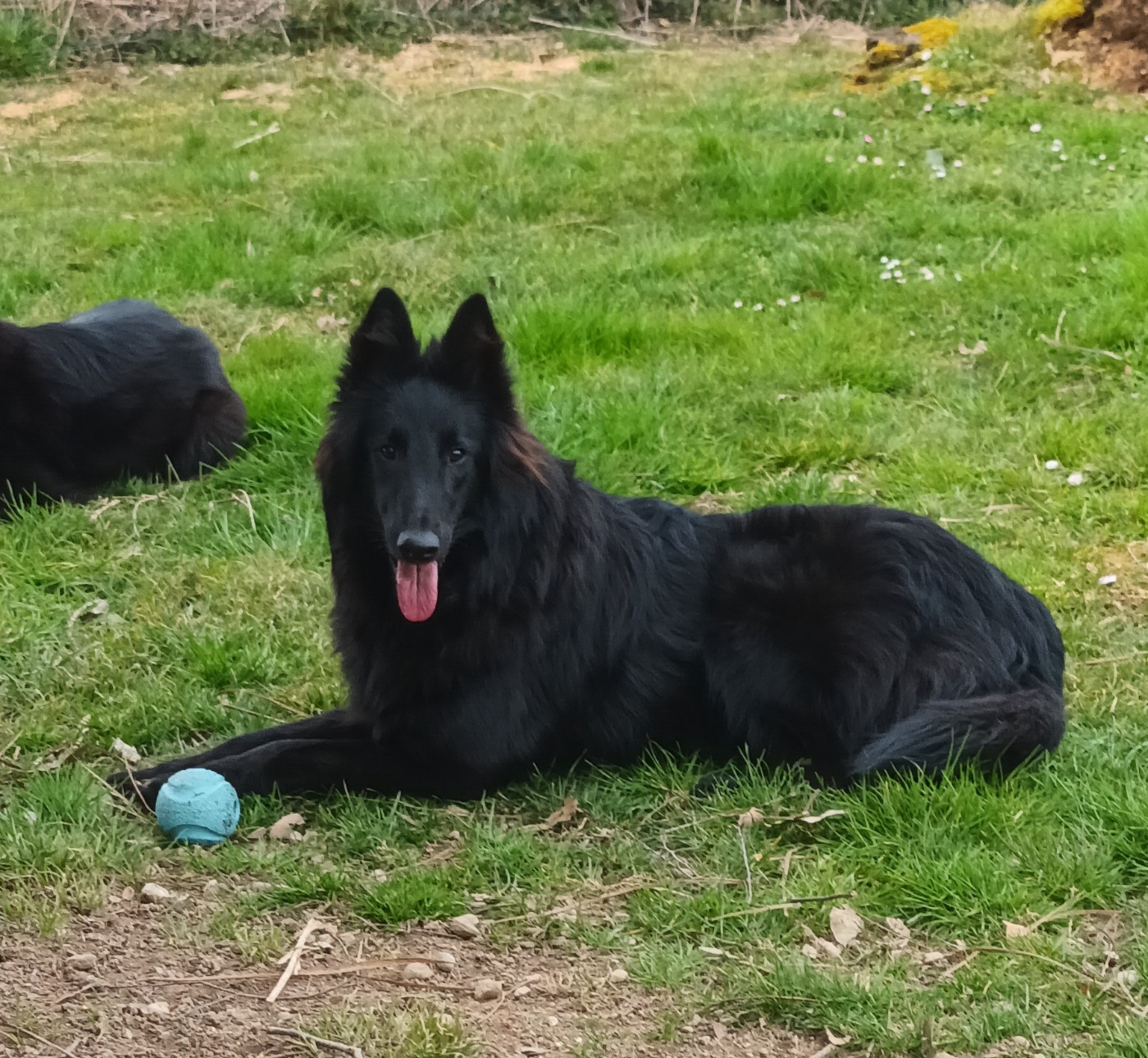 Publication : Du Joyeux Carrousel