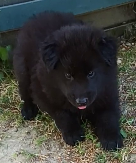 Mr Bleu