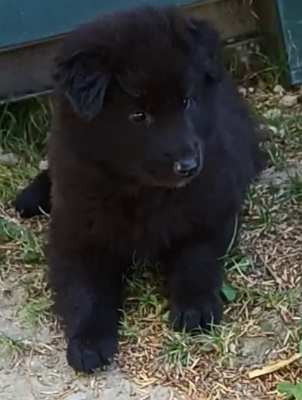 Mr Bleu