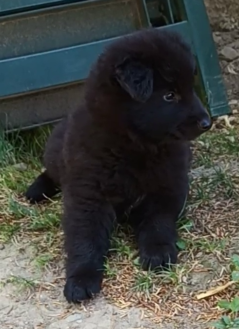 Mr Bleu