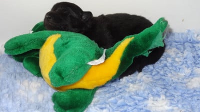 Les chiots de Berger Belge