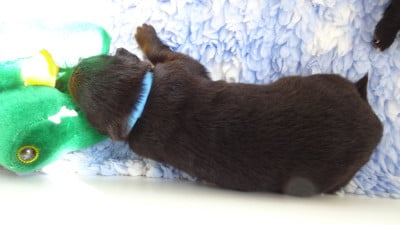 Les chiots de Berger Belge