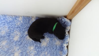 Les chiots de Berger Belge