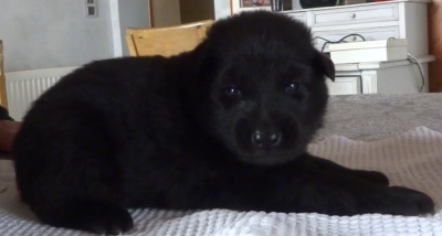 Les chiots de Berger Belge