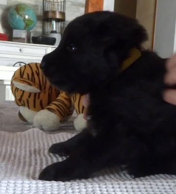 Les chiots de Berger Belge