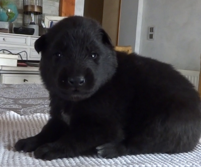 Les chiots de Berger Belge