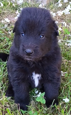 Les chiots de Berger Belge