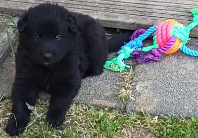 Les chiots de Berger Belge