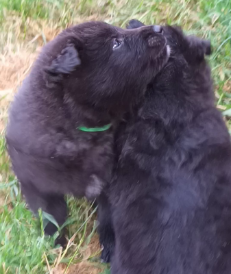 Les chiots de Berger Belge