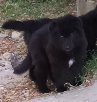 Les chiots de Berger Belge