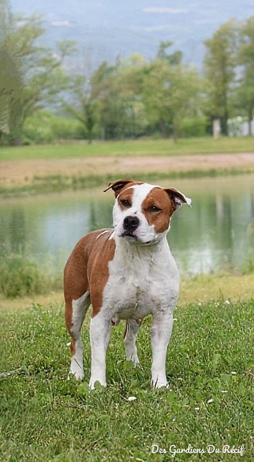 Sully In The Dream of The Night