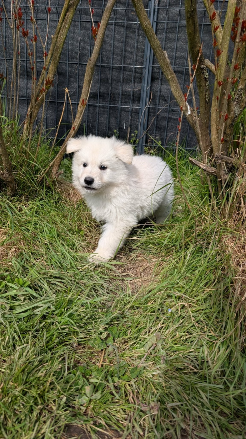 CHIOT 1 - Berger Blanc Suisse