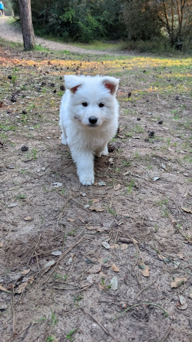 CHIOT 3 - Berger Blanc Suisse