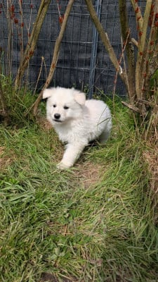 Les chiots de Berger Blanc Suisse