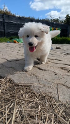Les chiots de Berger Blanc Suisse