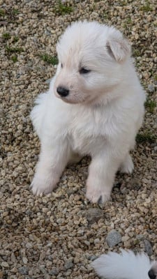 Les chiots de Berger Blanc Suisse