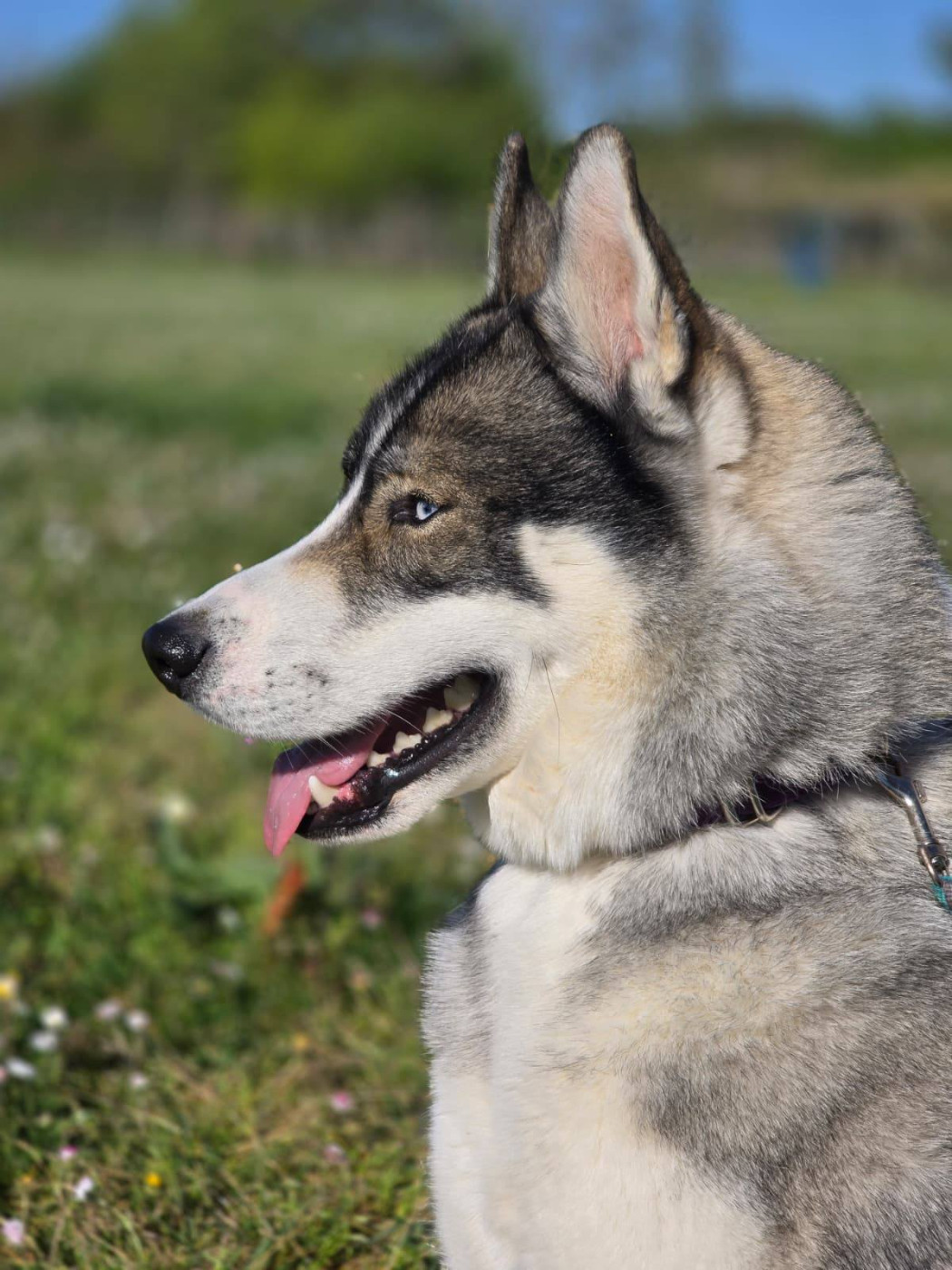 Udyr dit Snow Of Wolf Legend's Never Die