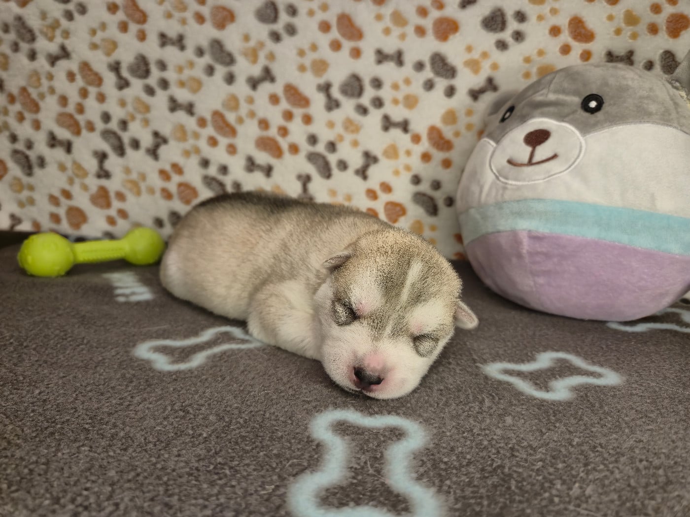 FEMELLE 3 - Siberian Husky