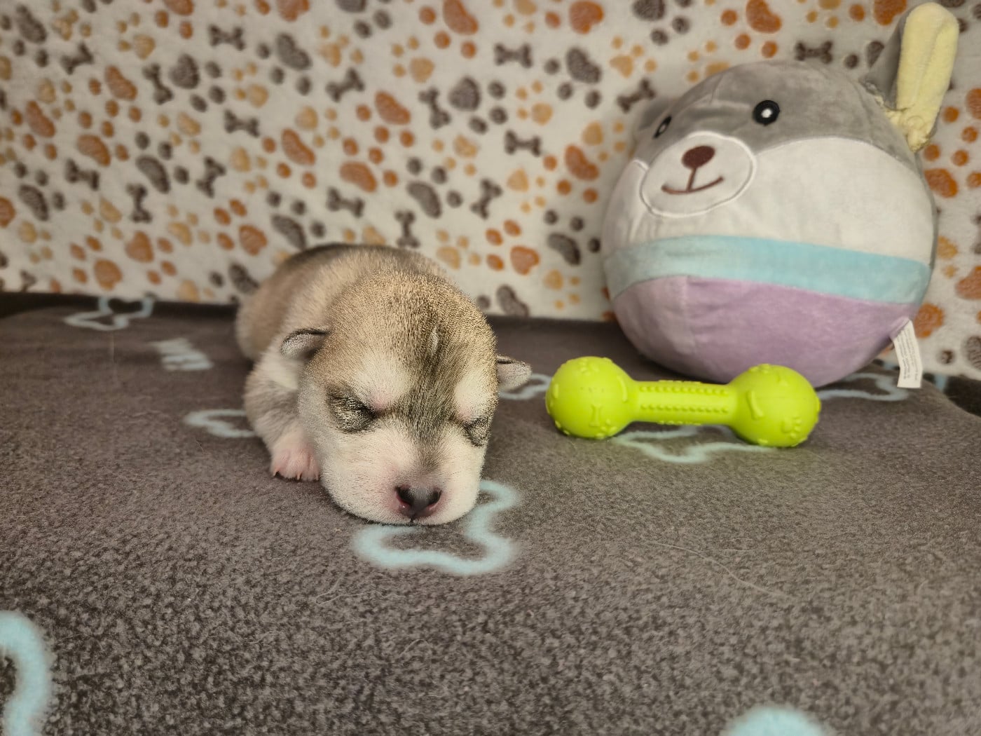 MALE 1 - Siberian Husky