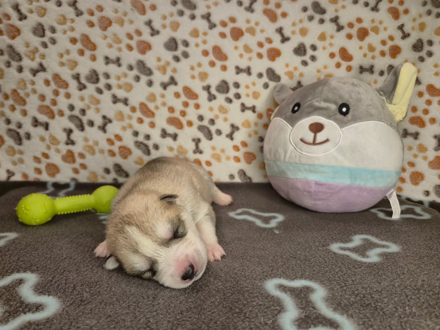 MALE 2 - Siberian Husky