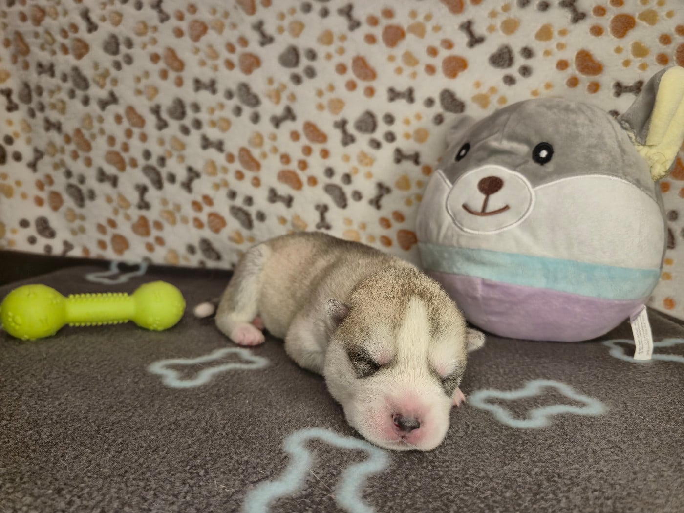 MALE 3 - Siberian Husky