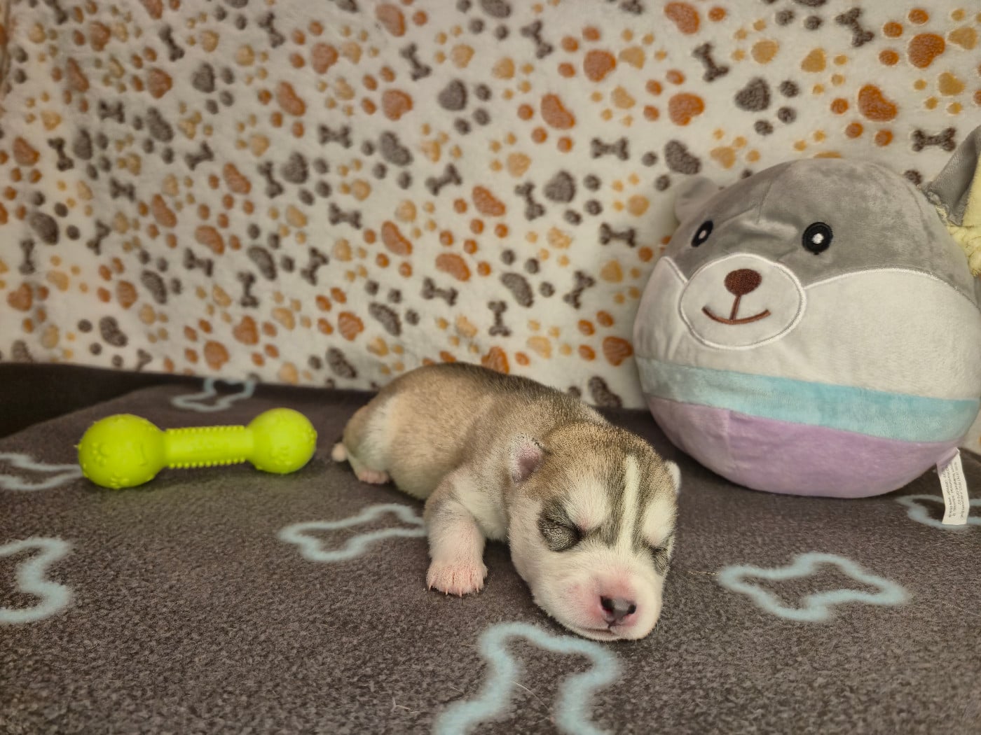 MALE 4 - Siberian Husky