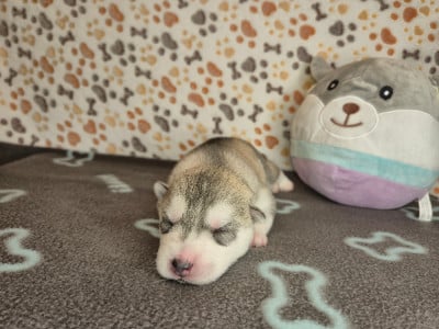 FEMELLE 2 - Siberian Husky