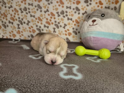 FEMELLE 4 - Siberian Husky