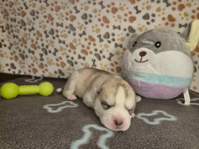 MALE 3 - Siberian Husky