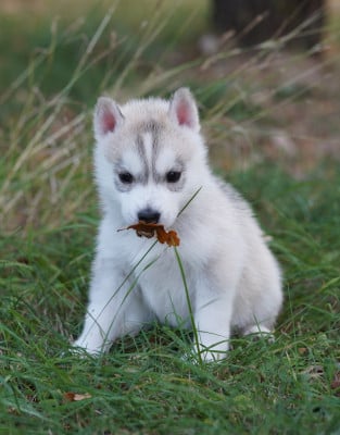 Siberian Husky