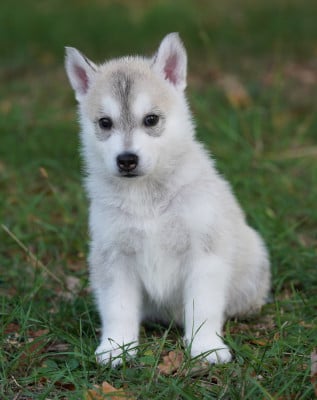 Les chiots de Siberian Husky