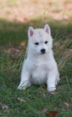Les chiots de Siberian Husky
