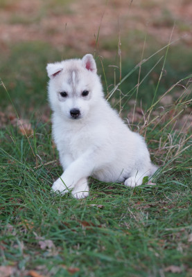Les chiots de Siberian Husky