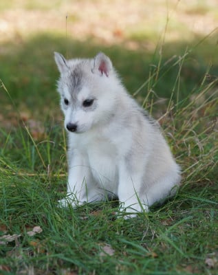 Les chiots de Siberian Husky